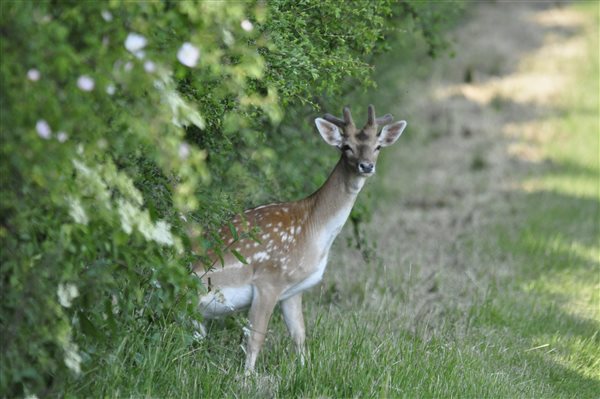 The prolific wildlife on Hill Court Farm